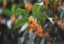 金桂和丹桂的区别？