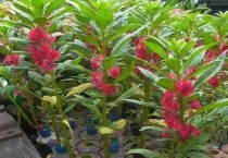 凤仙花从播种到种子成熟共约多少天