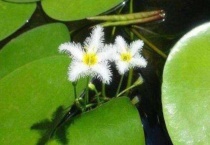 一叶莲小叶多久可以剪