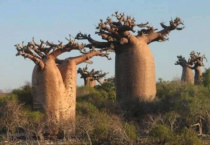 猴面包树象征的意义是什么？