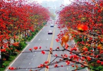 木棉喜欢怎样的气候