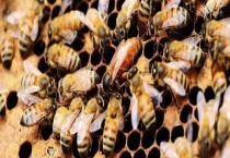 中蜂王台封盖几天出台 出台后会做什么？