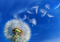 浦公英是什么样子的啊