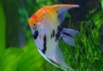 燕鱼的繁殖方法 具体有哪些步骤