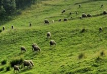 草场是什么 该怎么分类 我国四大牧区草场的特点是什么？