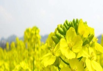 油菜花蜜和百花蜜哪个好 详细介绍