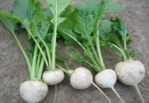 北方蔓菁什么时候种植