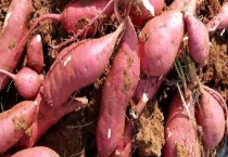 地瓜什么时候成熟 地瓜不能和什么一起吃