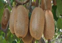 猕猴桃如何催熟 有哪些保存多久？