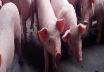 仔猪多少钱一只 如何育肥