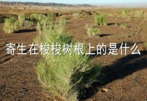 寄生在梭梭树根上的是什么？