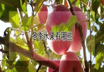 冬季水果有哪些？