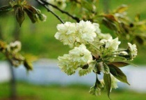 绿色的樱花是什么品种