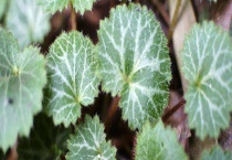 猫耳草和虎耳草的区别？