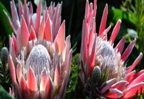 帝王花和公主花有什么不同 帝王花有什么价值