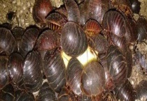 土元养殖的市场前景 土元价格为什么会攀升