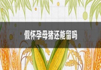 假怀孕母猪还能留吗？