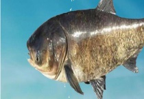 青鱼的生活习性是如何？青鱼吃什么？