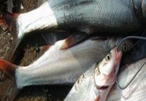 翘嘴红鲌是什么鱼？附其食物习性