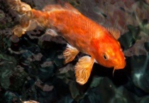 鲤鱼和鲫鱼的区别？ 详细介绍