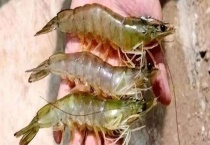 对虾属淡水虾还是海水虾 和基围虾有什么区别？？