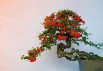 枯死盆景复活的多久？