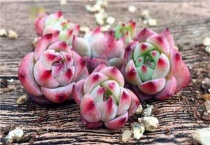 多肉植物水蜜桃卡罗拉怎么养