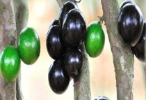 福冈嘉宝果有什么特点 关于嘉宝果的基本介绍