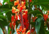 桂花树什么时候开花 附地理分布