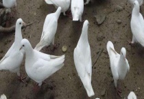 鸽子的生活习性 鸽子是属于一夫一妻制吗？