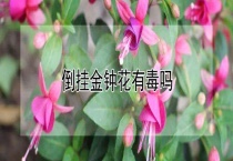 倒挂金钟花有毒吗？