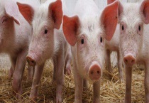 猪的寿命是多少年？猪的寿命和体重一般是多少？