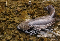 大鲵的生活习性 大鲵的繁殖