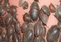 土元的生活习性 土元适宜温度是多少？