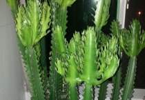 龙骨花有毒吗？