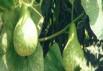 葫芦瓜能不能生吃 营养价值有哪些？