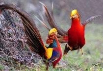 红腹锦鸡如何养殖