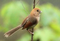 黄豆鸟怎么分公母