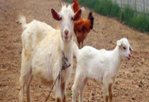 山羊和绵羊可以杂交吗？