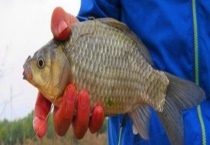 夏天钓鲫鱼用什么饵料？附窝料的选用