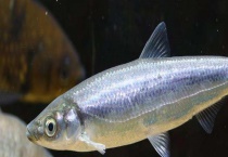 白鱼有何特征 附其生活环境