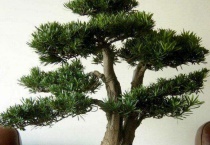 金钱松种子长什么样