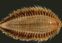 鳞沙蚕是否有毒