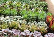 多肉叶片发芽后怎么埋