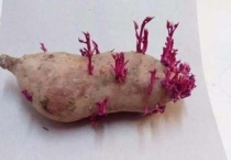 红薯发芽了怎么种土里