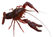 小龙虾的生活习性及特点 喜温怕光、食性极杂