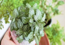 网纹草水浇多了怎么办？