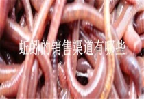 蚯蚓的销售渠道有哪些？