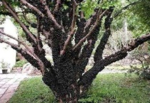 树葡萄和葡萄哪里不同