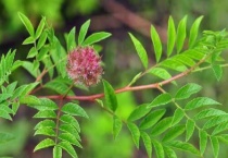 甘草是什么植物